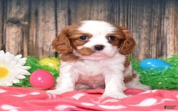 Cavalier King Charles Spaniel dogs for sale: Boomer - Image 5
