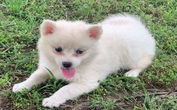 Alaskan Klee Kai dogs for sale: Fluffy Lil Tiki - Image 9