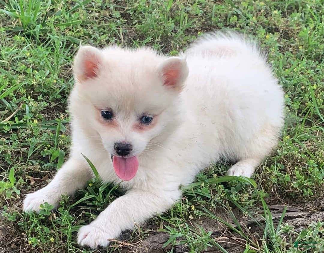 Alaskan Klee Kai dogs for sale: Fluffy Lil Tiki - Image 9