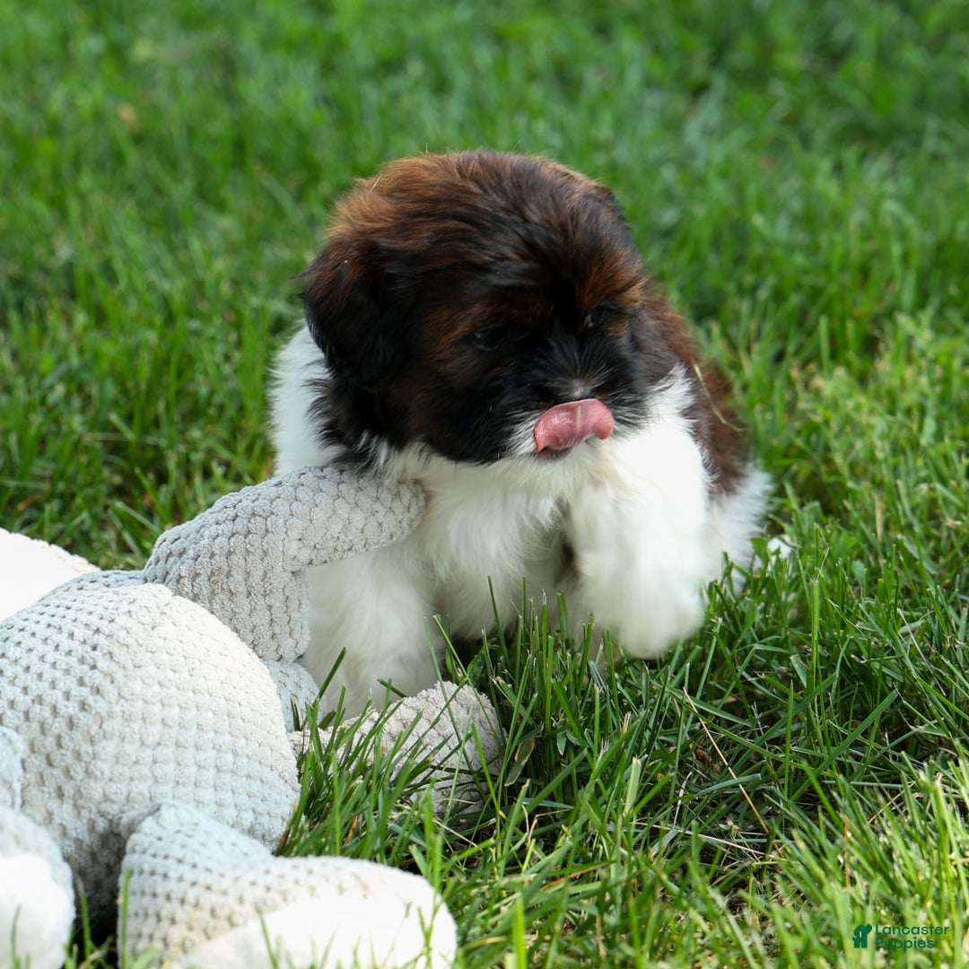 Shihpoo dogs for sale: King - Image 18