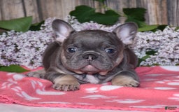 French Bulldog dogs for sale: Gemma - Image 8