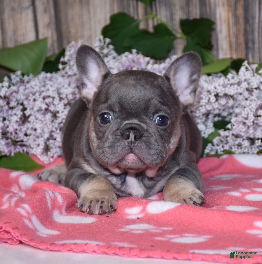French Bulldog dogs for sale: Gemma - Image 8