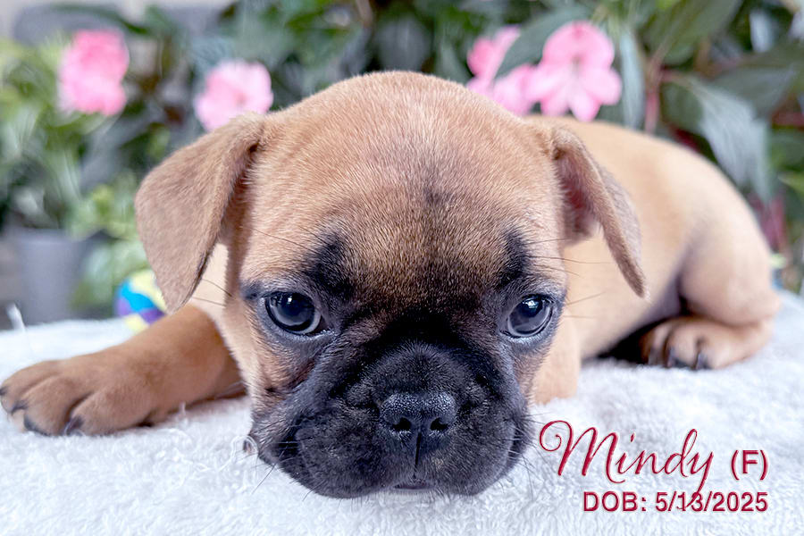 French Bulldog dogs for sale: Mindy - Image 3
