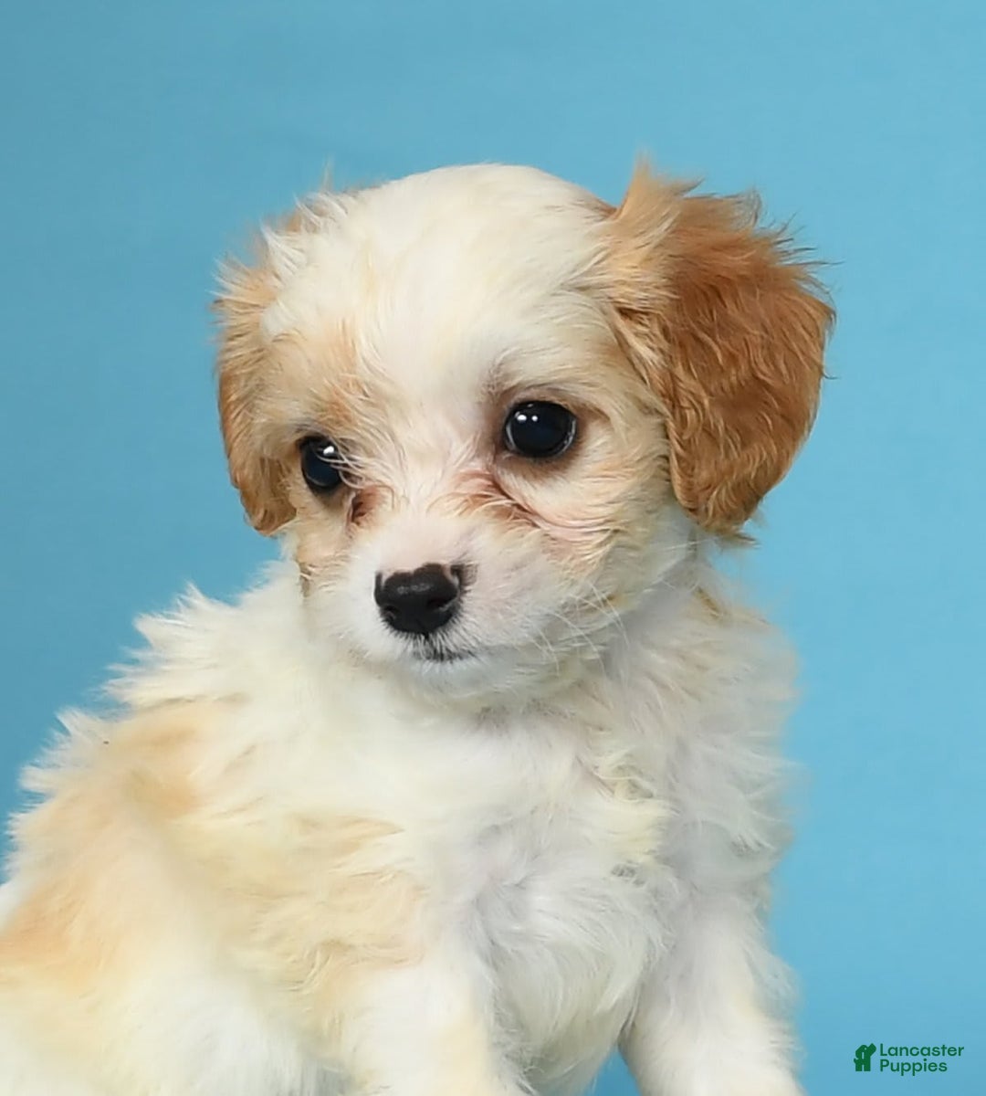 Cavachon dogs for sale: Marshmallow - Image 6