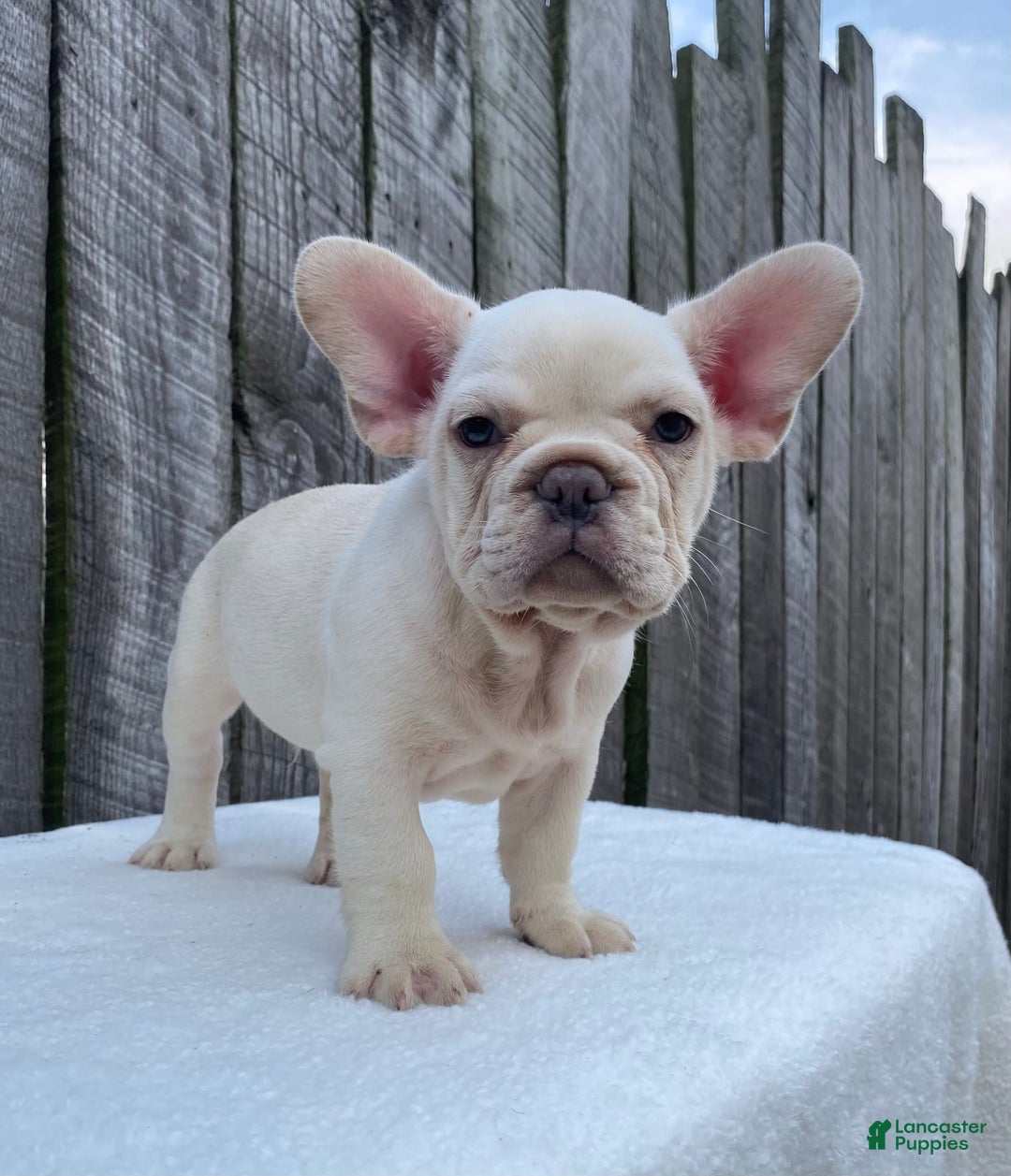 French Bulldog dogs for sale: Drew - Image 10