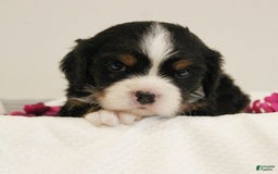 Miniature Bernese Mountain Dog dogs for sale: Twix - Image 1