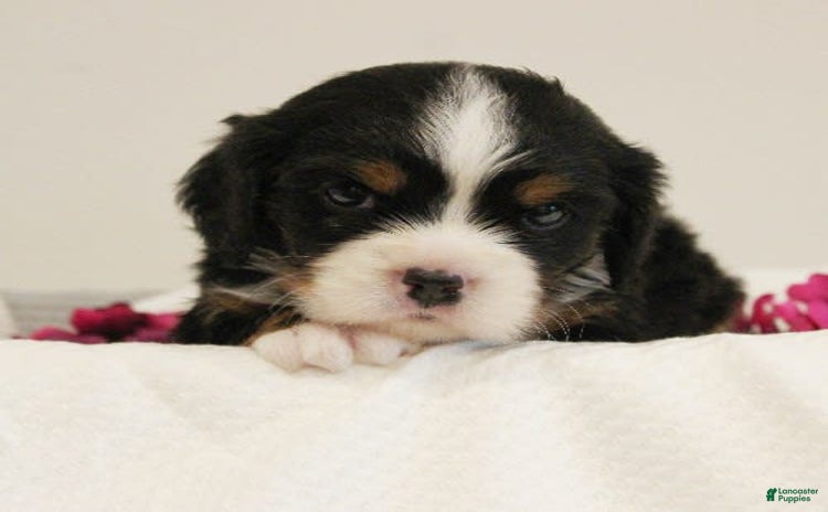 Miniature Bernese Mountain Dog dogs for sale - Ad 2