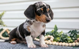Miniature Dachshund dogs for sale: Miniature Dachshund 4 puppies - Image 7