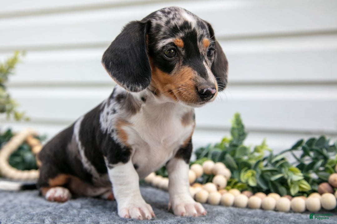 Miniature Dachshund dogs for sale: Miniature Dachshund 4 puppies - Image 7