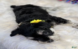 Miniature Schnauzer dogs for sale: BELLA - Image 5