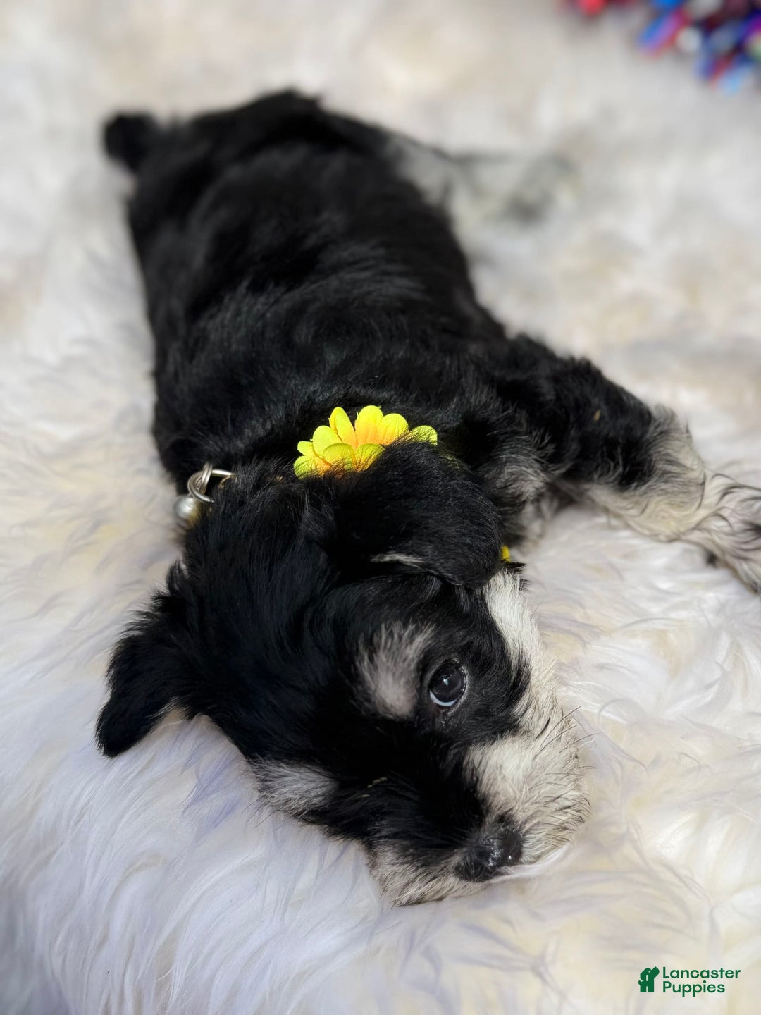 Miniature Schnauzer dogs for sale: BELLA - Image 5