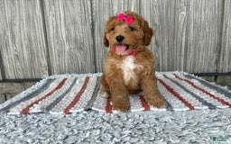 Mini Goldendoodle dogs for sale: Daisy - Image 12