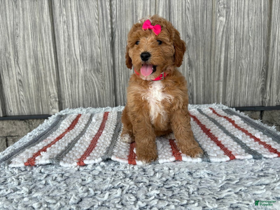 Mini Goldendoodle dogs for sale: Daisy - Image 12