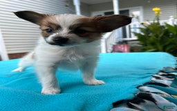 Papillon dogs for sale: Male Puppy 1 - Image 5