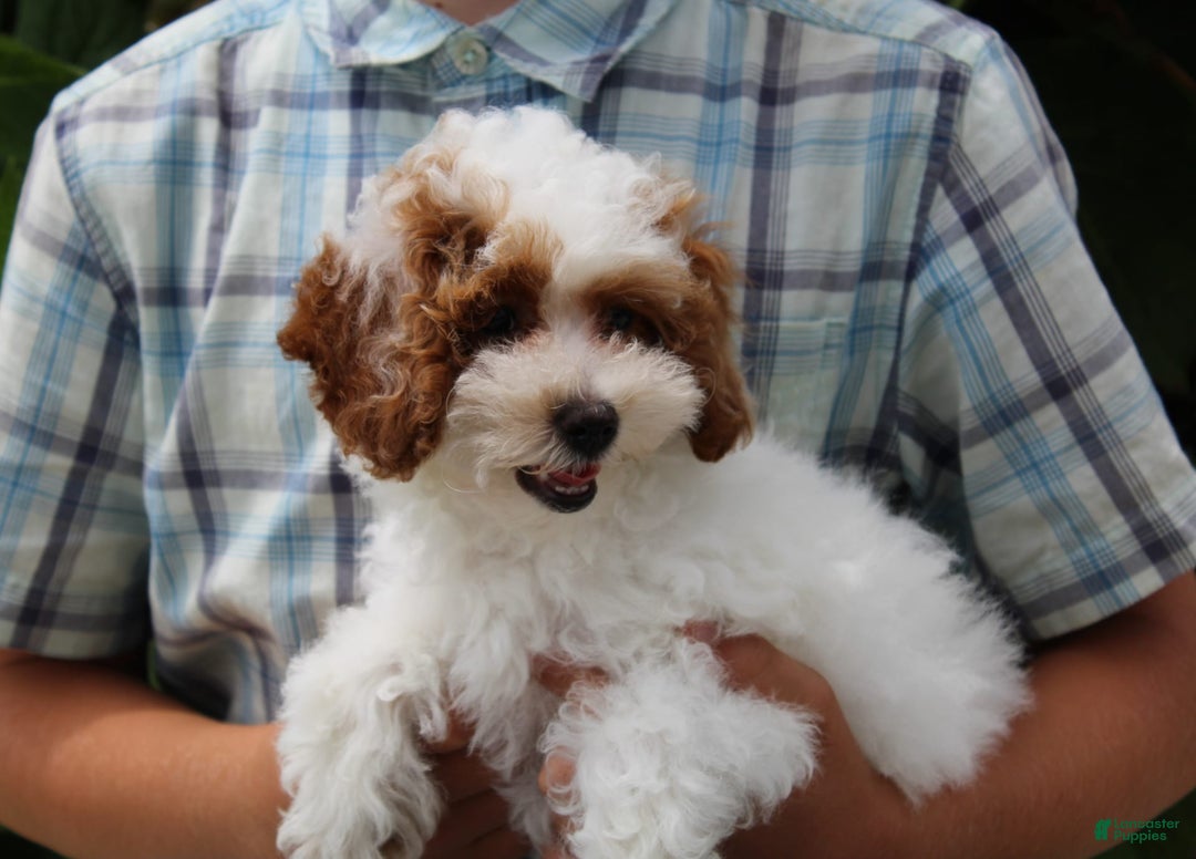 Miniature Poodle dogs for sale: Lily - Image 15