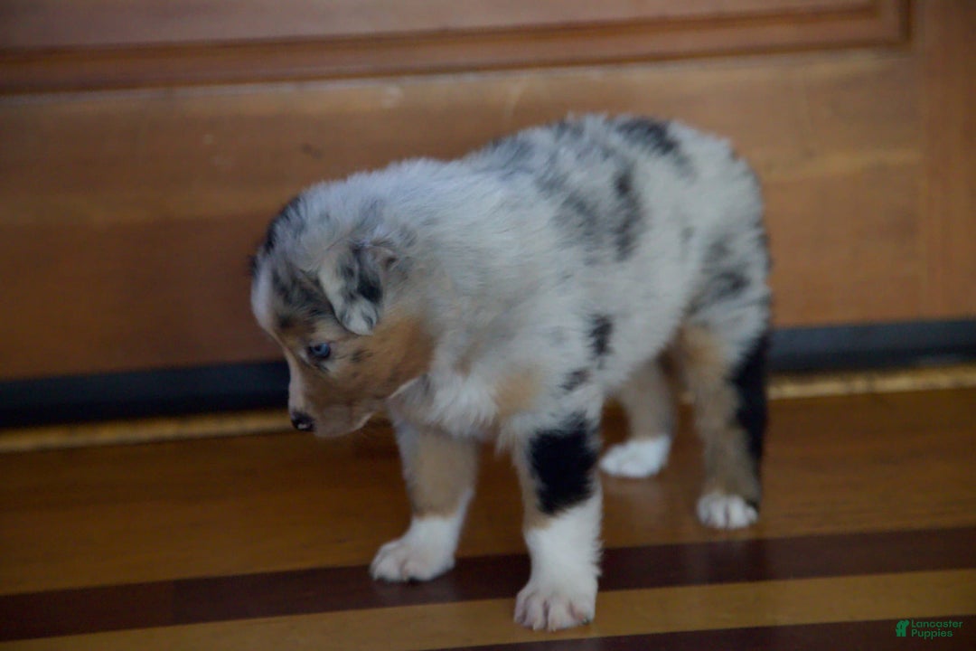Australian Shepherd dogs for sale: Kiwi - Image 15