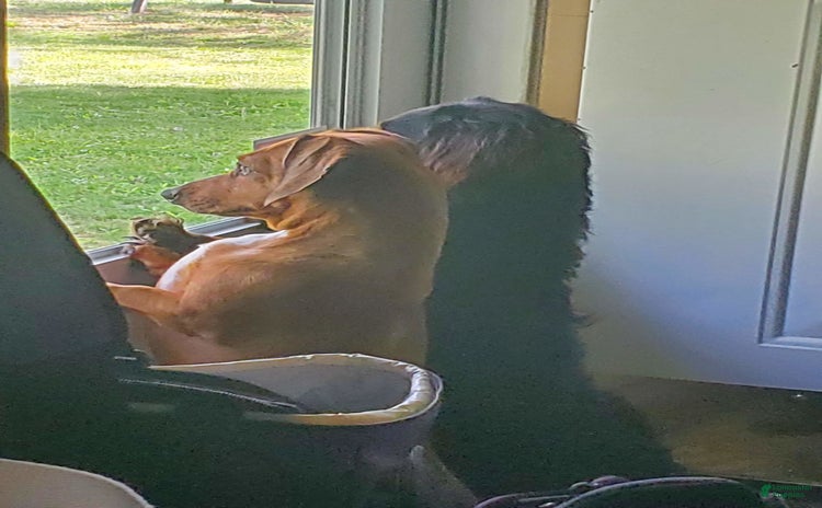 categoriesInfo:categoryAttributeOptions.pets.dogs.breed.dachshundShortHair dogs - Advert 13