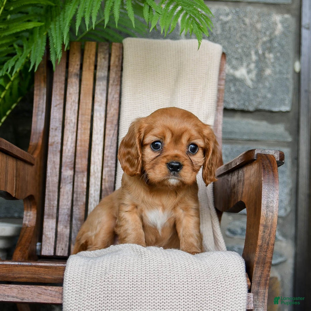 Cavalier King Charles Spaniel dogs for sale: Sunrise - Image 1
