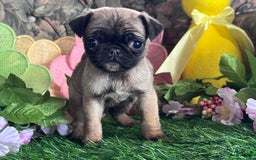 Pug dogs for sale: Chick - Image 4