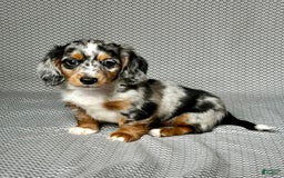 Miniature Dachshund dogs for sale: Miniature Dachshund 3 puppies - Image 5