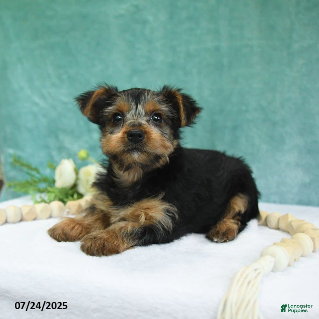 Yorkshire Terrier dogs for sale: Echo - Image 8