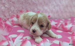 Cockapoo dogs for sale: Betsy - Image 6
