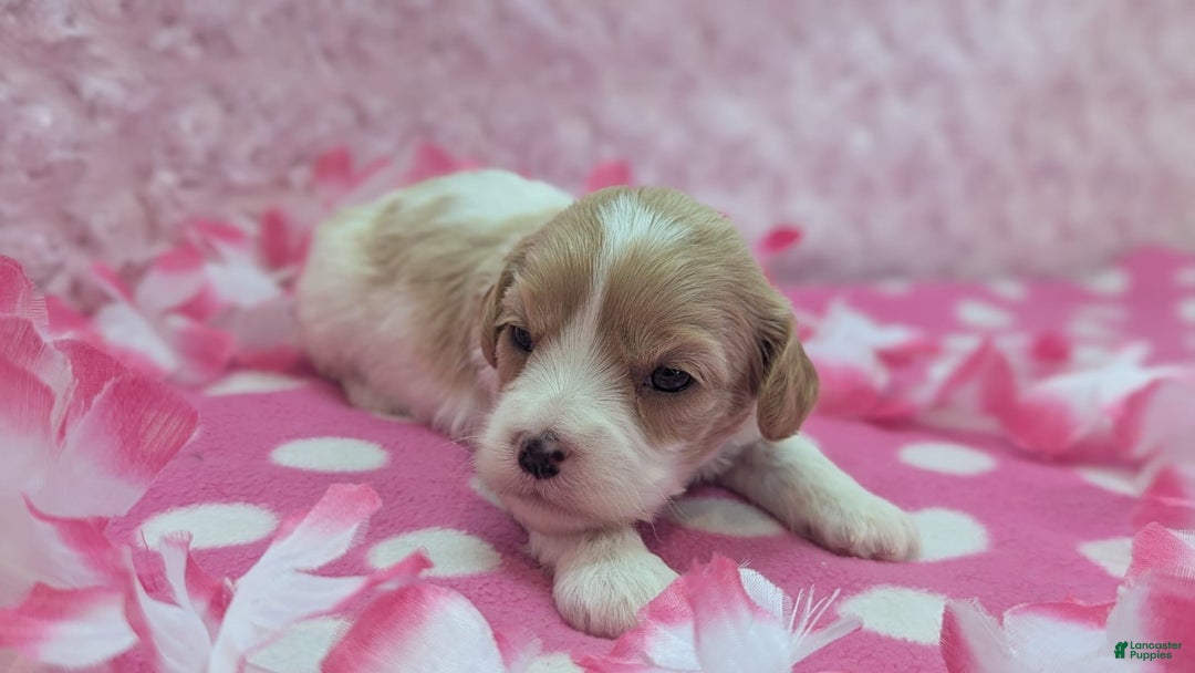 Cockapoo dogs for sale: Betsy - Image 6
