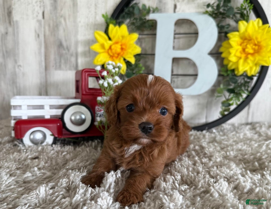 Cavapoo dogs for sale: Lainey - Image 3