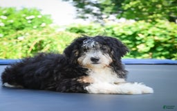 Mini Bernedoodle dogs for sale: Marcy - Image 2