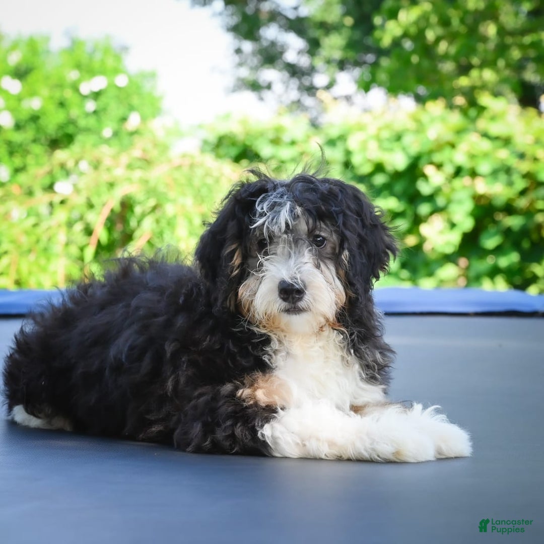 Mini Bernedoodle dogs for sale: Marcy - Image 2