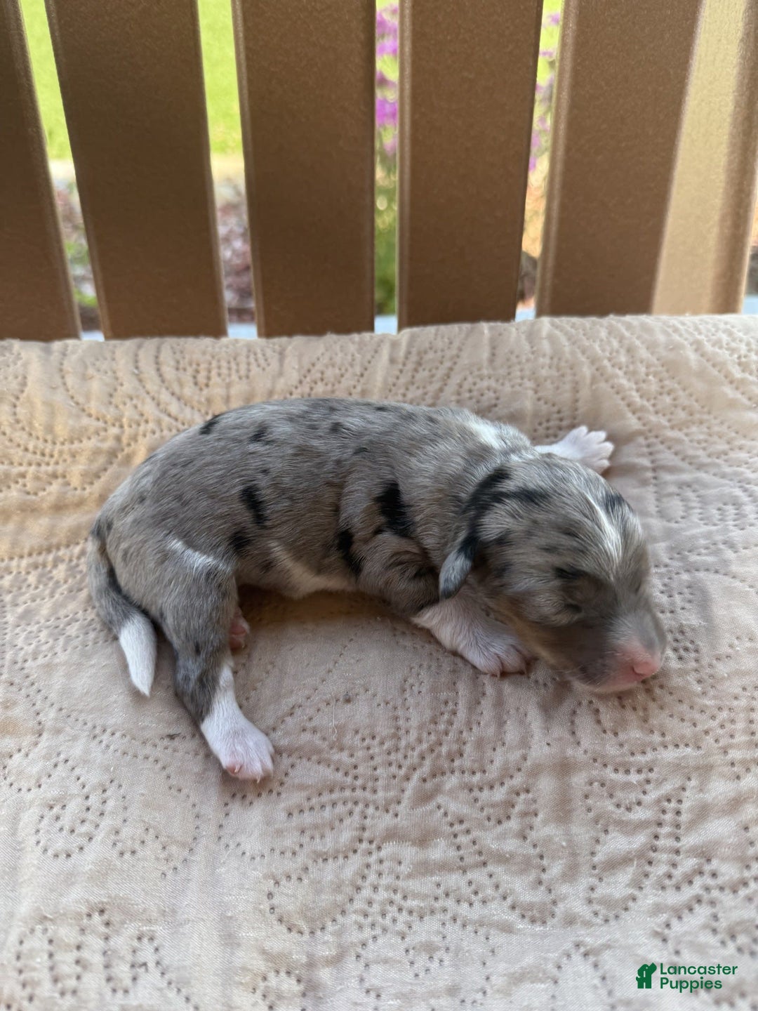Bernedoodle dogs for sale: 4 - Image 1