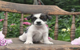 Jack Russell Terrier dogs for sale: Brad - Image 5