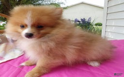 Pomeranian dogs for sale: Sampson - Image 2