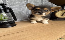 Welsh Corgi Pembroke dogs for sale: Chester - Image 5