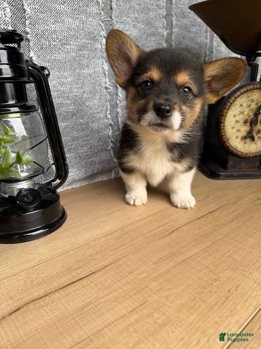 Welsh Corgi Pembroke dogs for sale: Chester - Image 5