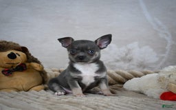 Chihuahua dogs for sale: Saul - Image 3