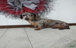 Shihpoo dogs for sale: Noelle - Image 4