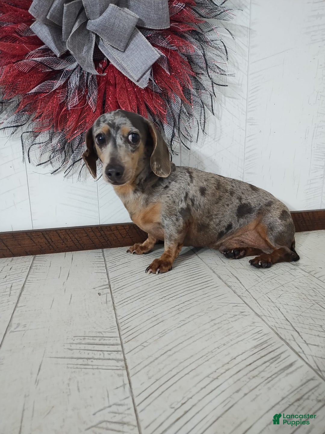 Shihpoo dogs for sale: Noelle - Image 4
