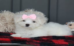 Maltese dogs for sale: Samantha - Image 6
