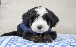 Mini Bernedoodle dogs for sale: Leo - Image 3