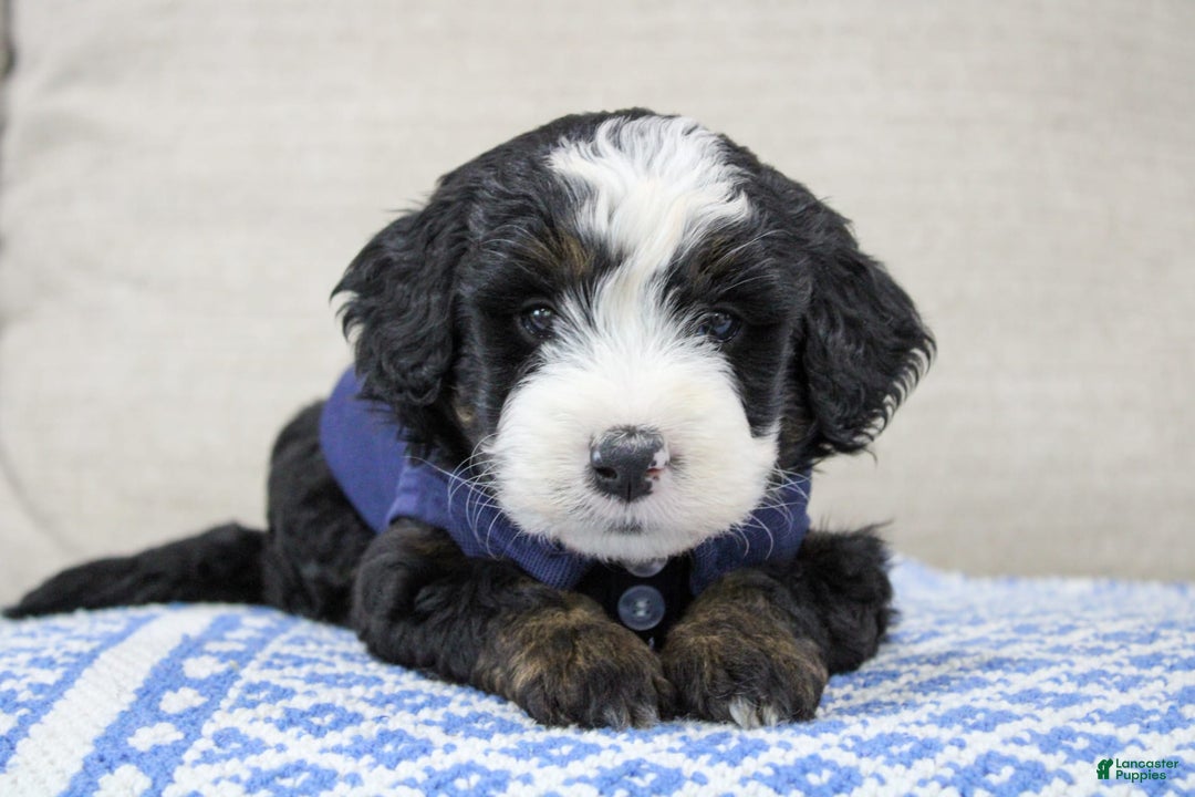 Mini Bernedoodle dogs for sale: Leo - Image 3