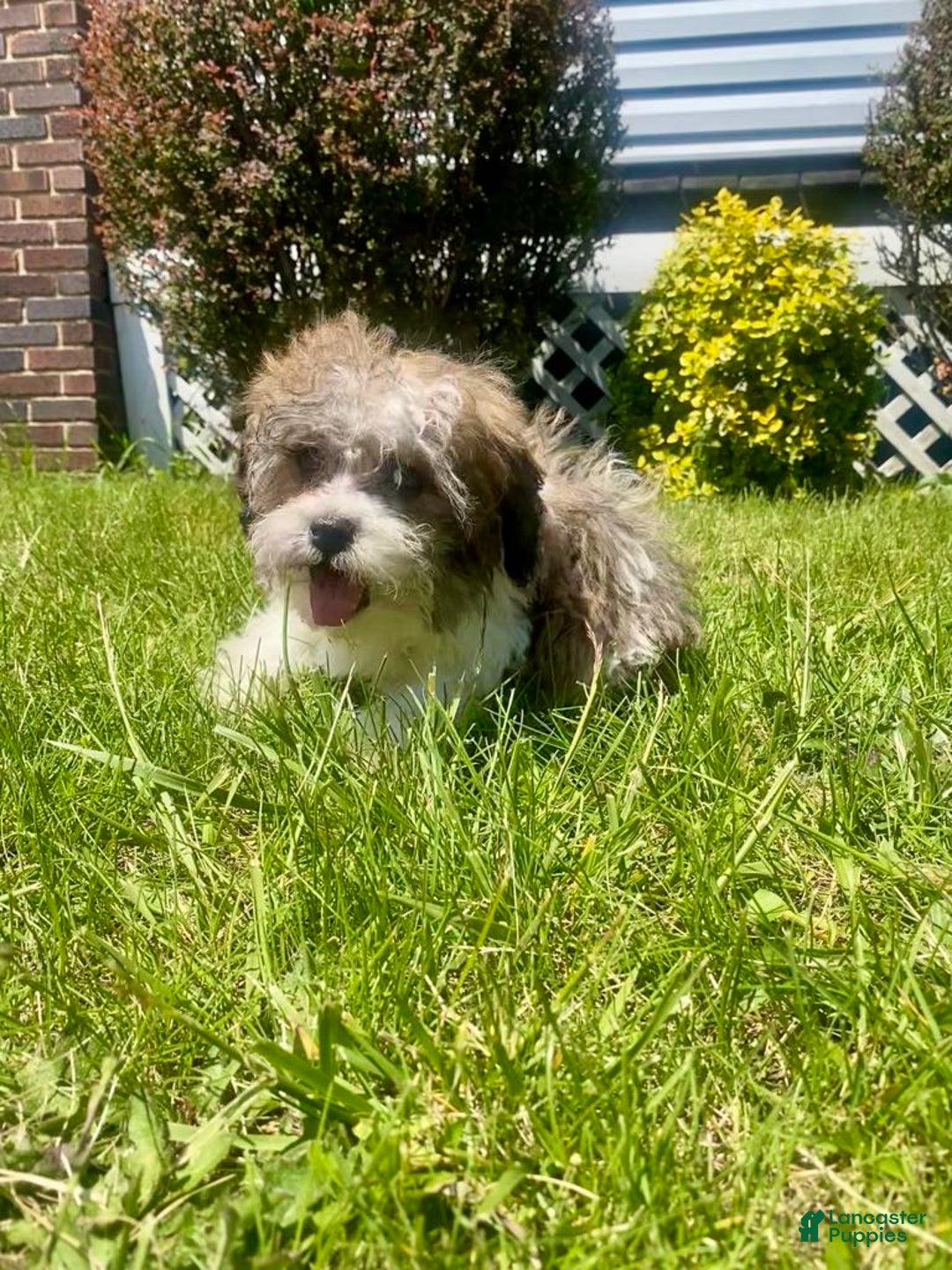 Teddy Bear dogs for sale: Uptown - Image 3