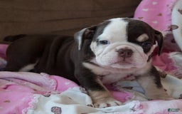 English Bulldog dogs for sale: Brie - Image 2