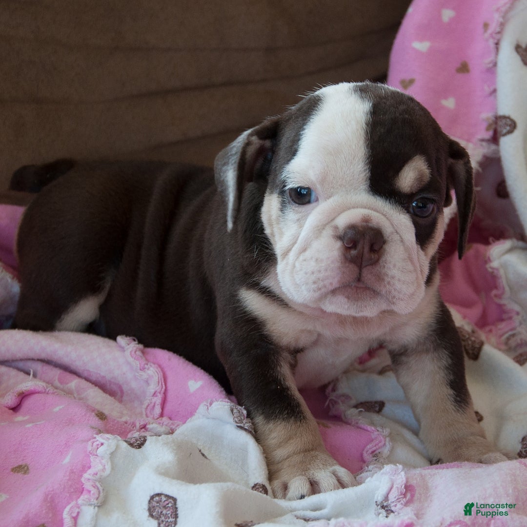 English Bulldog dogs for sale: Brie - Image 2