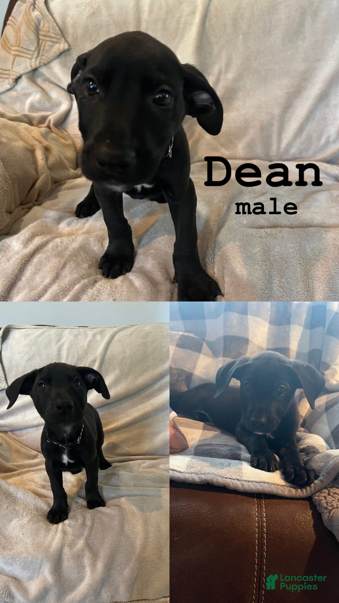 German Shepherd dogs for sale: Dean - Image 3