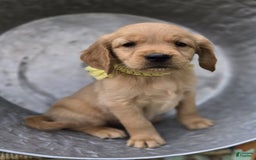 Golden Retriever dogs for sale: Sophie - Image 2