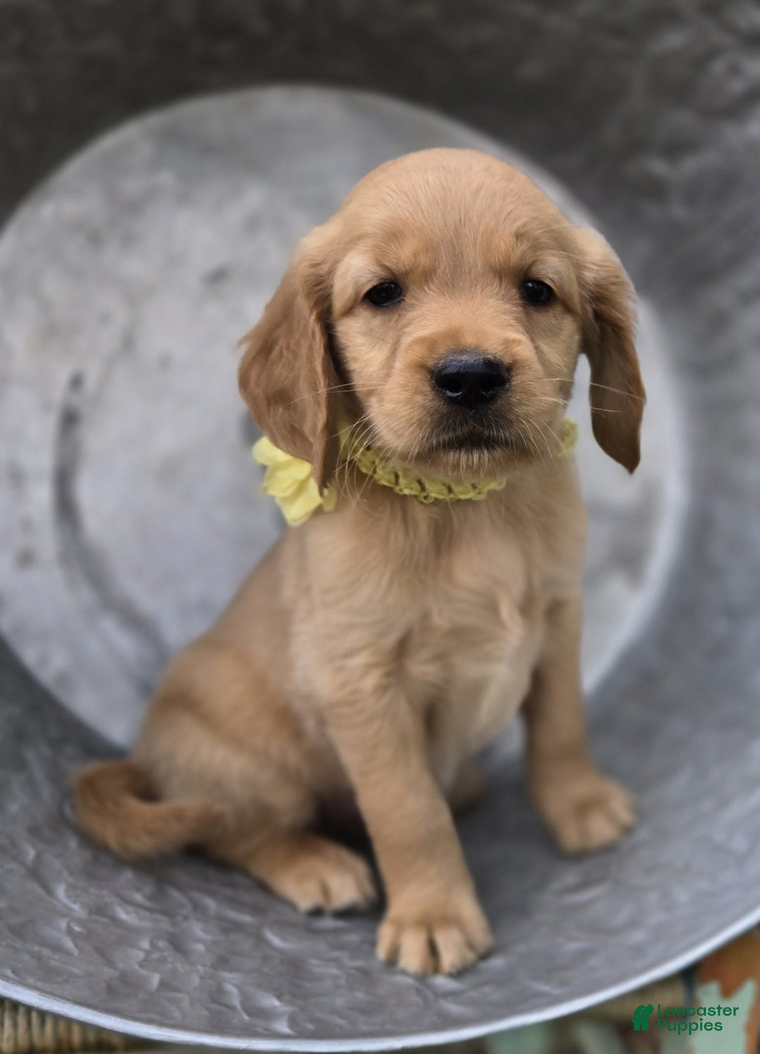 Golden Retriever dogs for sale: Sophie - Image 2