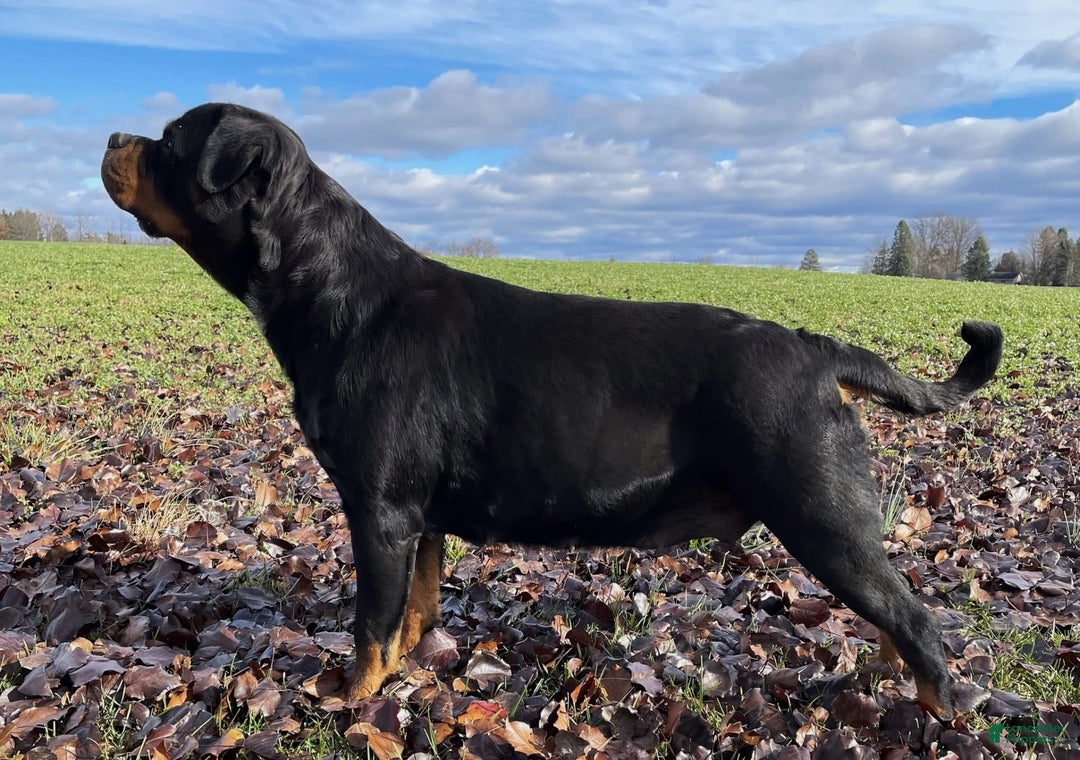 Rottweiler dogs for sale: Ruby - Image 8