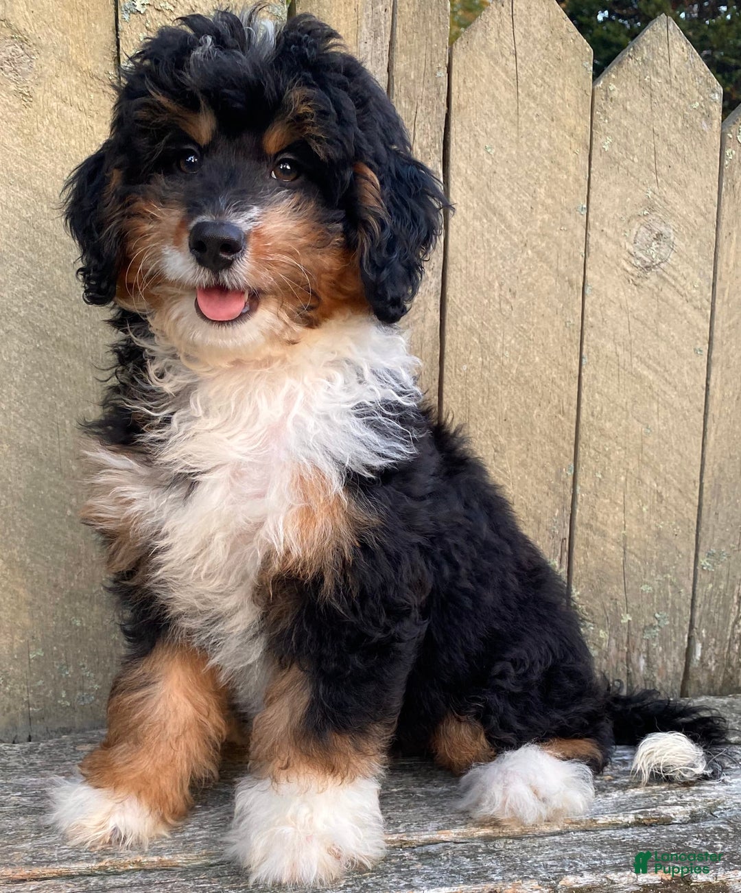 Mini Bernedoodle dogs for sale: 💜 In Boston Massachusetts 💜 Traditional Tri Color 💜 Mini Bernedoodle 💜 - Image 8