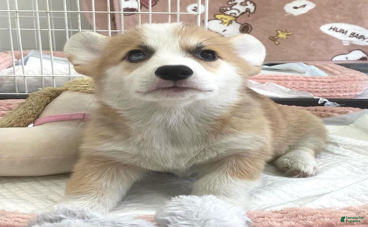 Welsh Corgi Pembroke dogs for sale - Ad 5